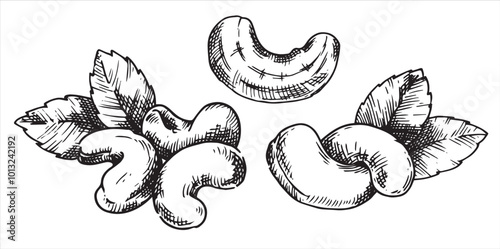 cashew nut illustration. linear drawing in sketch style