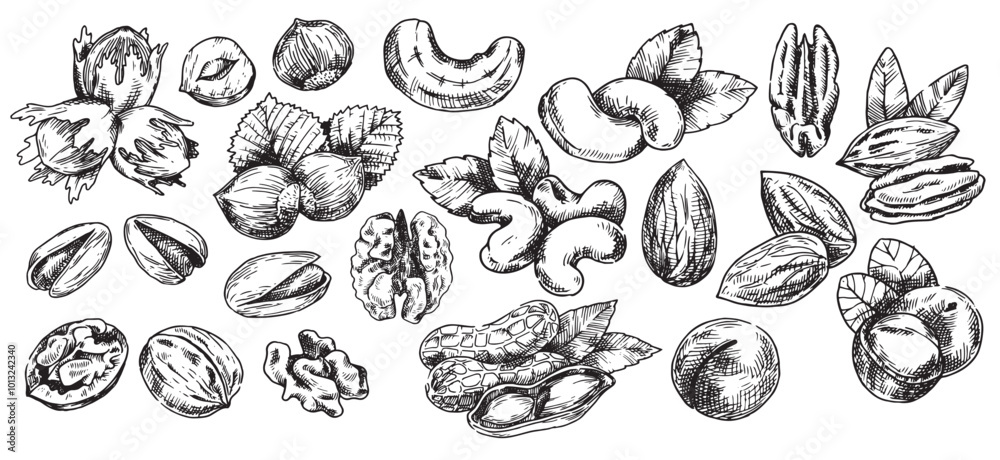 set of nuts, illustration in sketch style. walnut, pecan, hazelnut, cashew, peanut, almond, macadamia set of nuts, illustration in sketch style. walnut, pecan, hazelnut, cashew, peanut, almond, macadamia