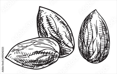 almond nut illustration. linear drawing in sketch style