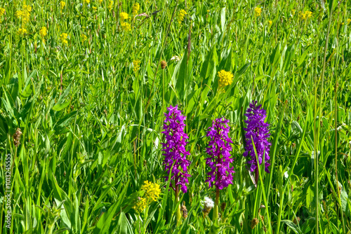 wild orchid Dactylorhiza flowers on Mount Arailer (Aragatsotn province, Armenia) photo