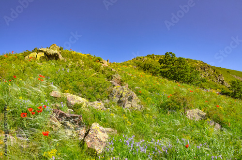 red poppies and blooming flowers on subalpine meadows of Mount Arailer (Aragatsotn province, Armenia) photo