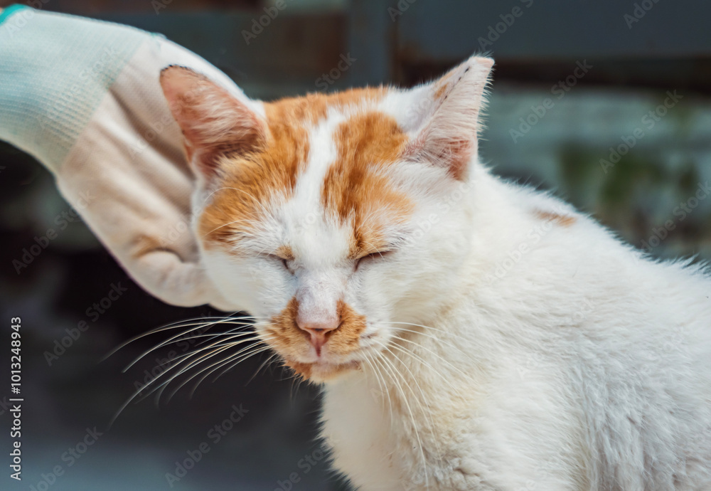 A gentle hand caresses a shelter cat enjoying affection at the animal rescue facility A gentle hand caresses a shelter cat enjoying affection at the animal rescue facility
