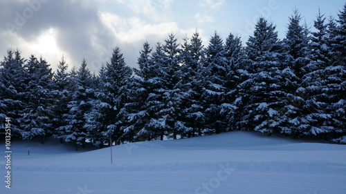 winter landscape with trees