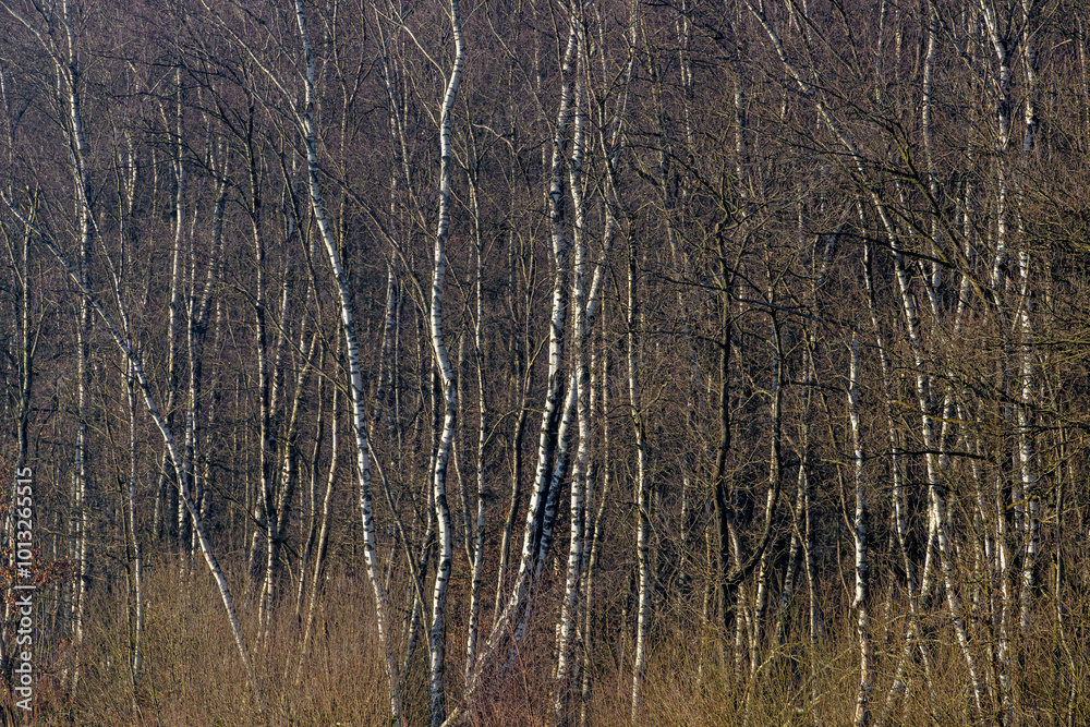 Selective focus of tree trunks in the forest, White bark with leafless in winter, Birch is a thin leaved deciduous hardwood tree of the genus Betula in the family Betulaceae, Nature background. Selective focus of tree trunks in the forest, White bark with leafless in winter, Birch is a thin leaved deciduous hardwood tree of the genus Betula in the family Betulaceae, Nature background.