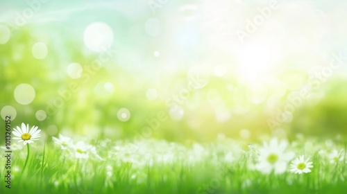 Spring flower,green meadow ,Summer day , daisy, sunlight, sun, white,bokeh, blur, background.