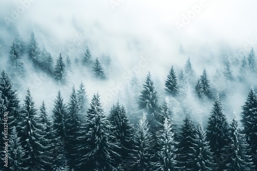 Misty winter forest landscape