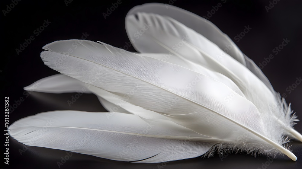 Naklejka premium Delicate white feathers on a dark background