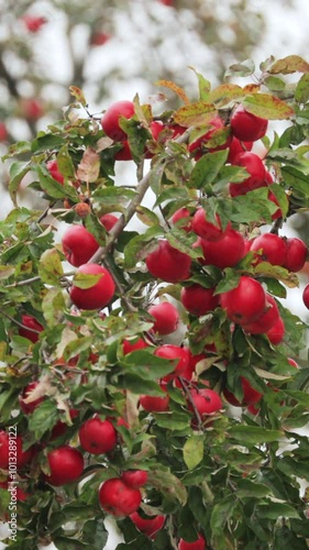 Branch Hung With Ripe Red Apples In Autumn Season photo