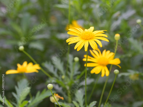 Beautiful close-up of euryops pectinatus photo