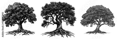 Vintage sketch of an oak tree with spreading roots