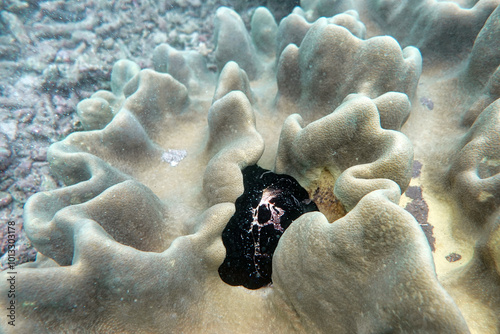 Indonesia Bangka - Marine life Common egg cowrie - sea snail - vula ovum photo