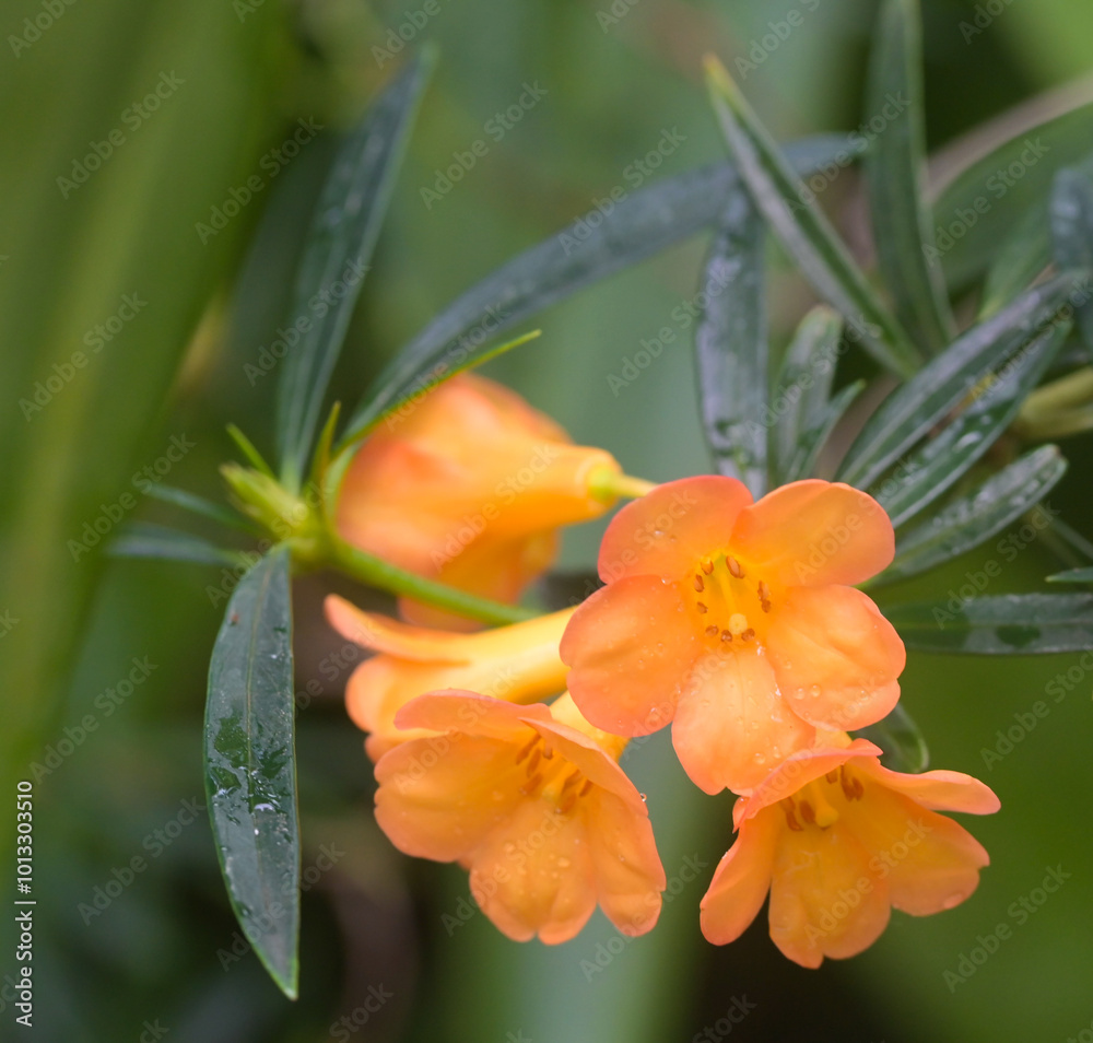 Beautiful close-up of rhododendron nervulosum Beautiful close-up of rhododendron nervulosum