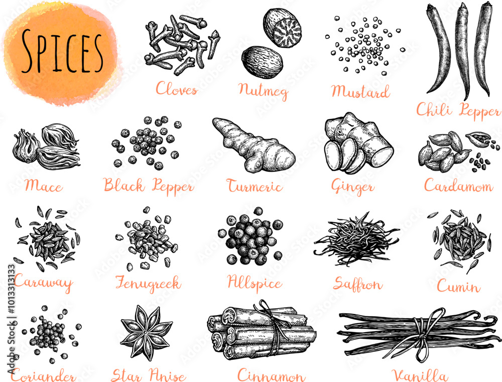 Obraz premium Ink Drawings of Spices.