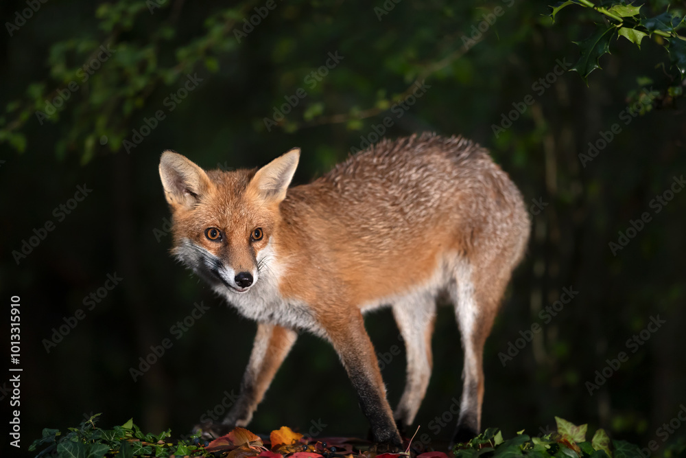 Obraz premium Red fox standing in a forest in autumn