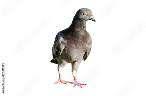 Full body of standing pigeon bird isolated on transparent background. photo