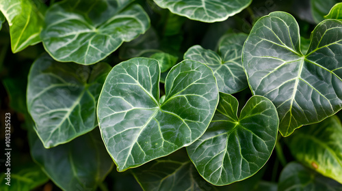 Lush green plant with large leaves creating vibrant atmosphere