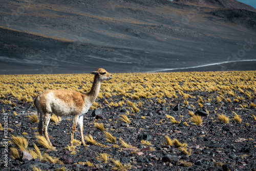 llama standing in the mountains los seismiles Catamarca argentina  photo