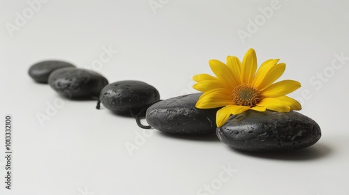  Commercial photography, product photography, black rocks running from top to bottom, three dogcollar is stuck in both rockss, white background, 85mm lens photo