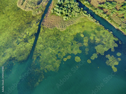 Aerial view of the lush ecosystem around Lake Skadar in Montenegro, featuring swampy areas and dense greenery