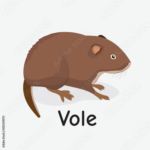 Vole Vector Illustration: Small Forest Rodent Design