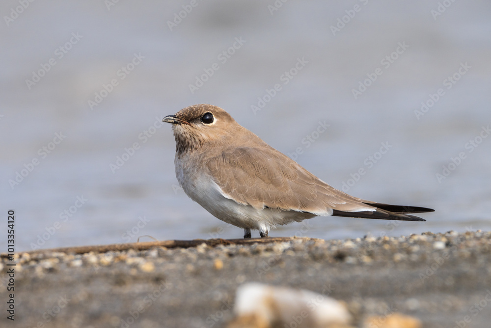 Small Pratincole (Glareola Lactea) in riverbank. The small pratincole is a swift-flying bird from South Asia, inhabiting riversides and feeding on insects mid-air. Small Pratincole (Glareola Lactea) in riverbank. The small pratincole is a swift-flying bird from South Asia, inhabiting riversides and feeding on insects mid-air.