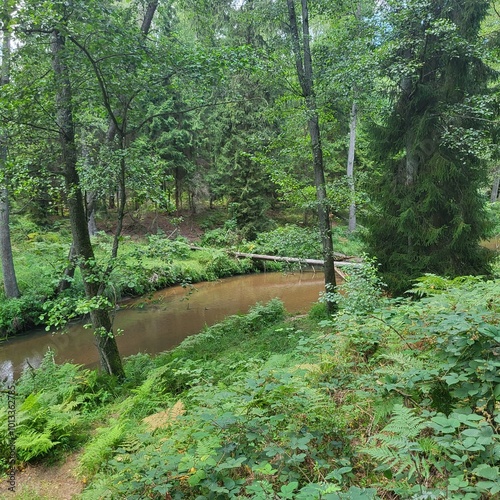 River in wild forest