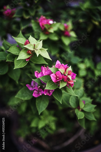 Bougainvillea