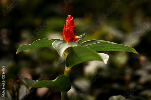 A Red spiked spiralflag ginger