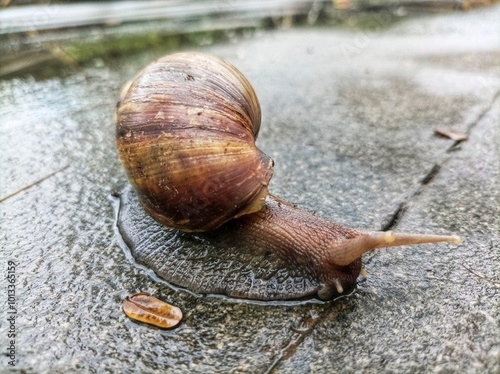 Giant African snail, crawls slowly moving across on concrete surfaces during the rainy season. Closeup detail of the spiral-shaped brown shell surface, light brown body and two antennae on the head. photo