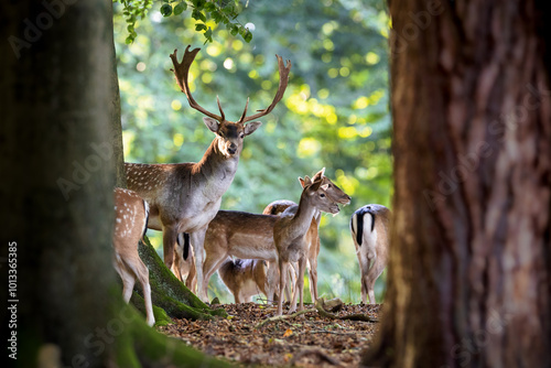 Group of dama dama fallow deers in forest with large male buck with antlers