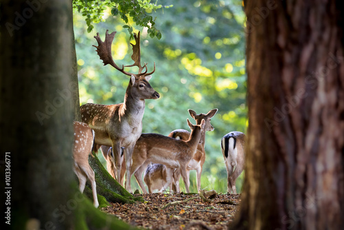 Group of European fallow deer dama dama in forest with male buck with large antlers