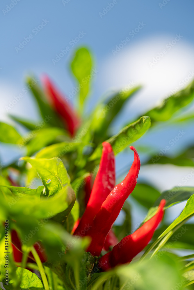 Matured fruit of red chili pepper (Capsicum annuum) in Japan