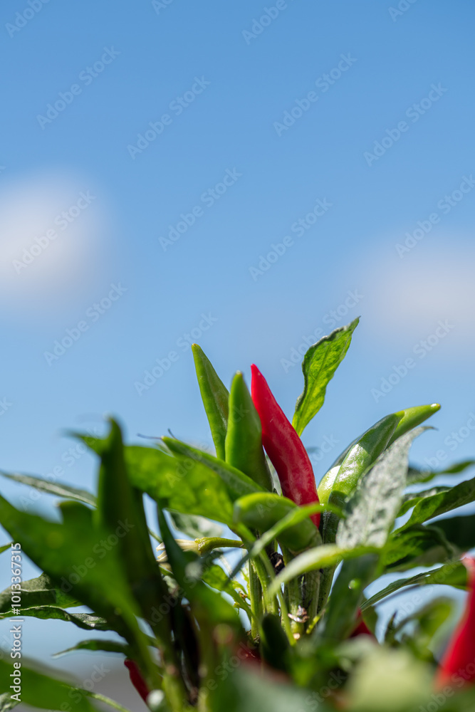 Matured fruit of red chili pepper (Capsicum annuum) in Japan