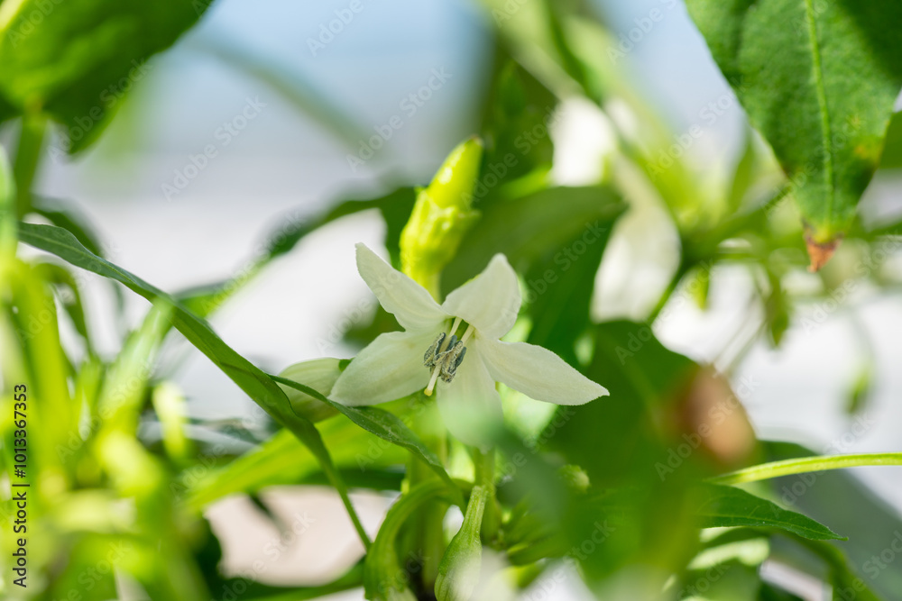 Full blooming of red chili pepper (Capsicum annuum) in Japan