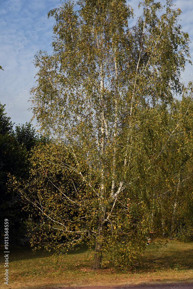 Autumn in the park