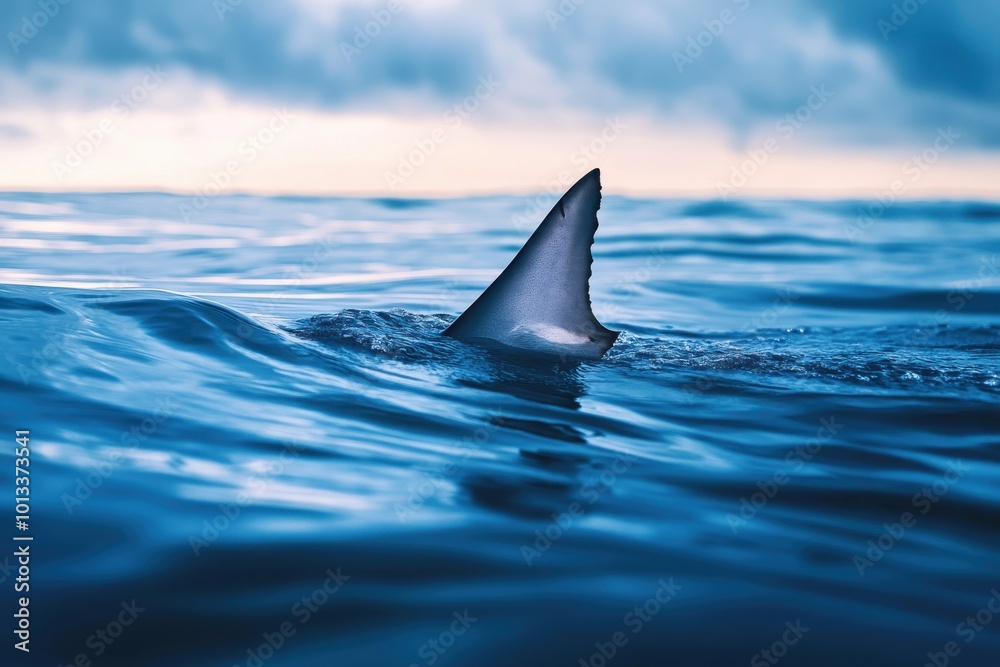 Shark dorsal fin rising above the water surface Shark dorsal fin rising above the water surface