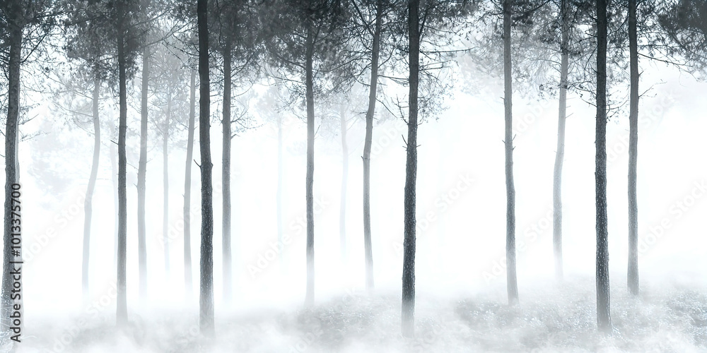 Fototapeta premium A forest with trees covered in snow