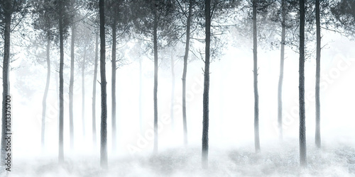 A forest with trees covered in snow