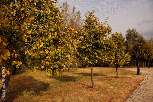 Autumn trees in the park