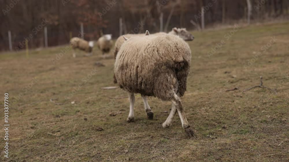 Sheep profile, peaceful farm, grazing sheep. In grassy meadow, sheep with slightly tousled thick wool coat stands in close-up side profile, gazing into distance amidst peacefulness rural life. Sheep profile, peaceful farm, grazing sheep. In grassy meadow, sheep with slightly tousled thick wool coat stands in close-up side profile, gazing into distance amidst peacefulness rural life.