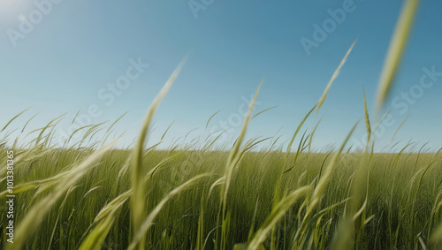 A wide field of tall grass under a bright sky creates an atmosphere of tranquility and nature. Ideal for environmentally themed projects photo