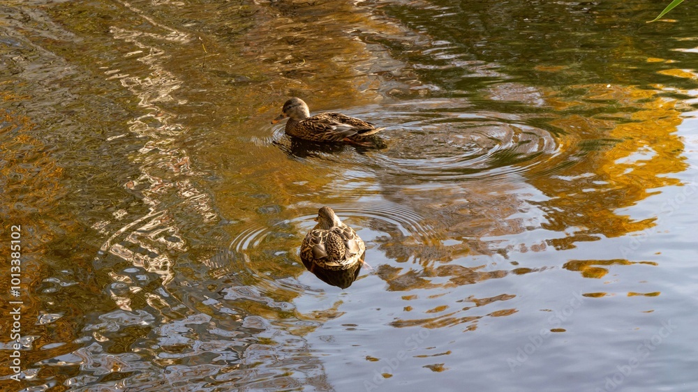 Two ducks are swimming in a pond Two ducks are swimming in a pond