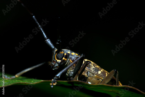 Close-up of a Longhorn Beetle (Epepeotes luscus). Danum Valley, Sabah. Borneo, Malaysia photo