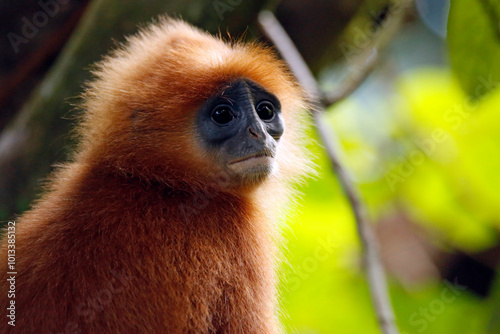 Close-up of a Maroon Leaf Monkey (Presbytis rubicunda, aka Maroon Langur, Red Leaf Monkey, Red Langur). Danum Valley, Sabah. Borneo, Malaysia. photo