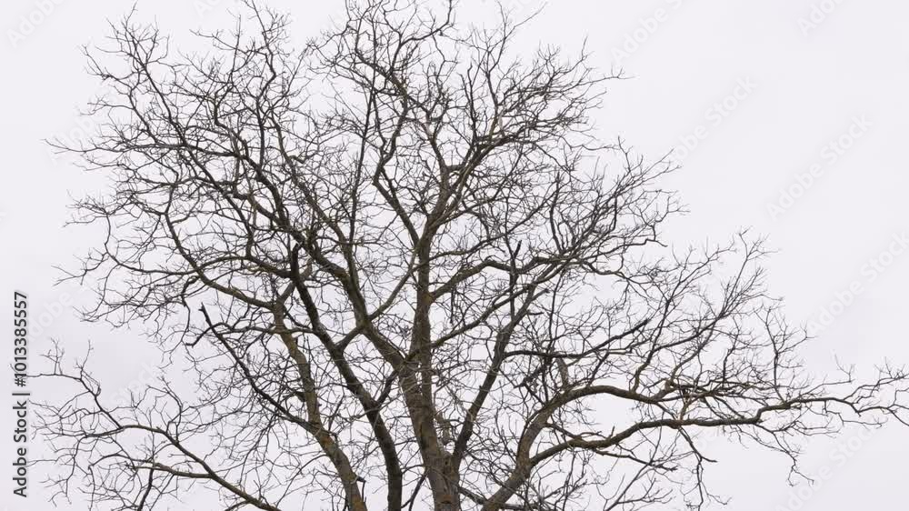 Bare branches, Winter trees, Empty trees, Leafless trees. Bare tree branches stretching out against blank white sky, sense of tranquility and stillness, often associated with winter or end of autumn. Bare branches, Winter trees, Empty trees, Leafless trees. Bare tree branches stretching out against blank white sky, sense of tranquility and stillness, often associated with winter or end of autumn.