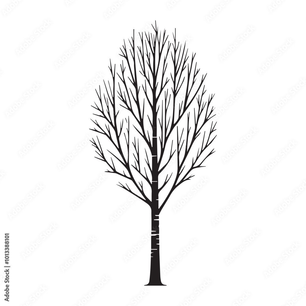 Fototapeta premium Birch Tree Vector illustration in black and white - Birch Plant Silhouette Design