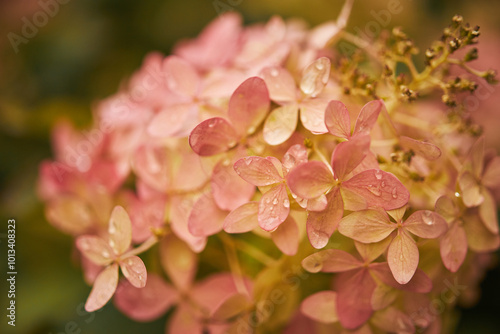 Hydrangea Arborescens or Smooth Hydrangea, flowers in autumn park.