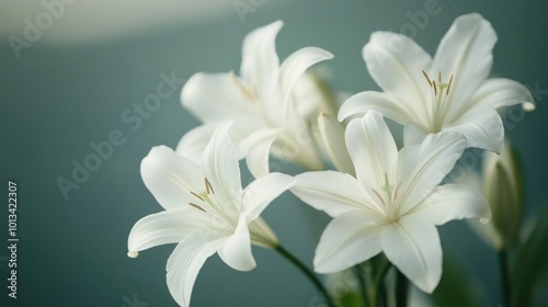 Delicate White Lilies on a Teal Background