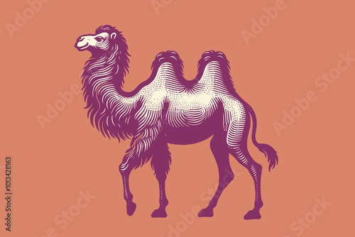 Bactrian camel. Pink old retro engraving vector illustration, emblem, print, art