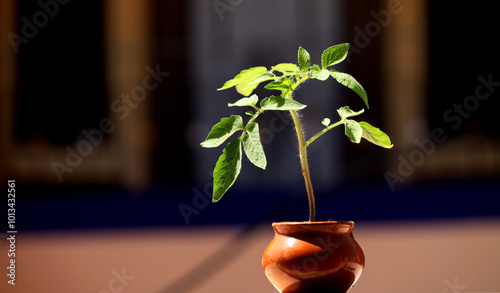 Tomato plant in pot isolated